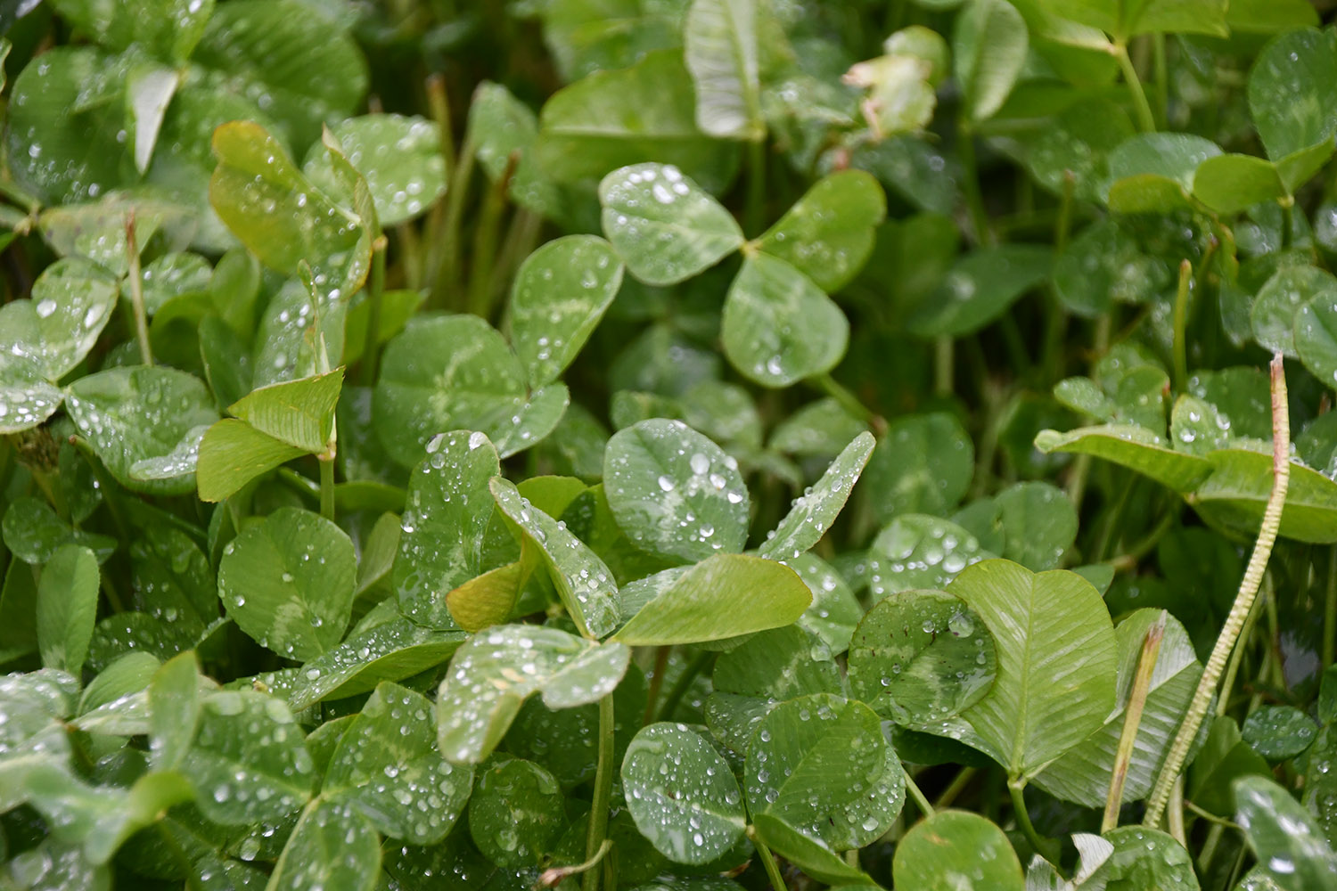 Early adopter continues adapting to boost production